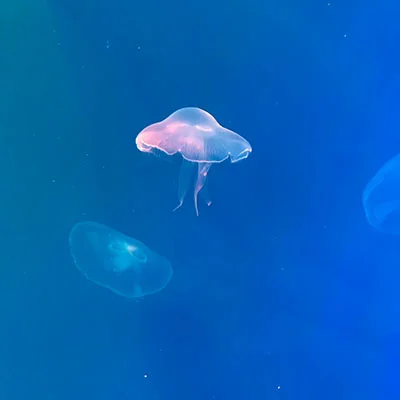 6月13日 | Free Trojan Node节点订阅每天更新21.3M/S免费节点订阅链接